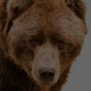 Bear Awareness